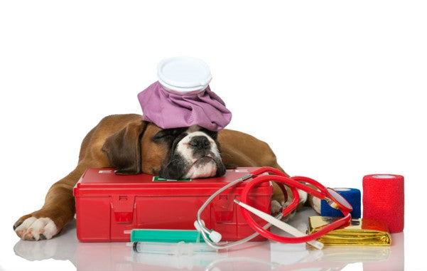 Why is it important to have a First Aid kit for your Pet at Home?