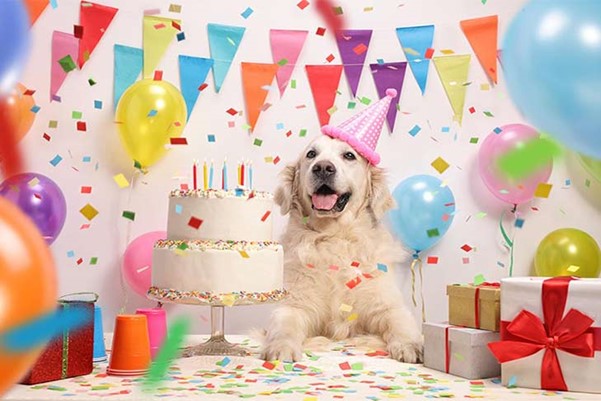 Yay!! Its your Dogs’s Birthday, here is what to do..