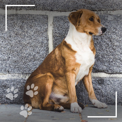 What measures should we take just after adopting a street dog?