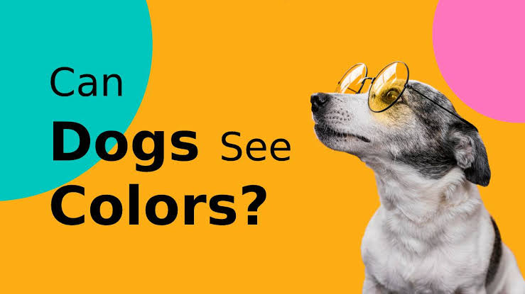 Seeing the World in Shades: Understanding a Dog's Color Vision