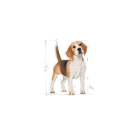 Royal Canin Beagle Dog Food Dry Adult