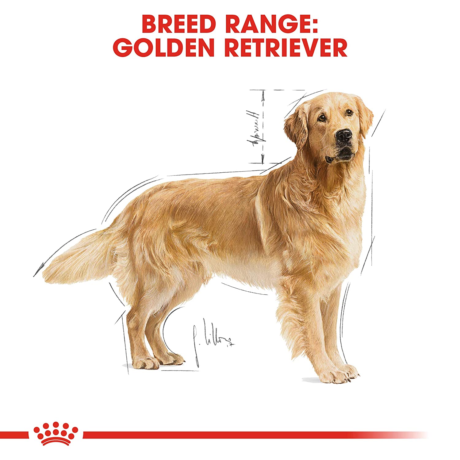 Royal Canin Golden Retriever (1+) Dog dry food