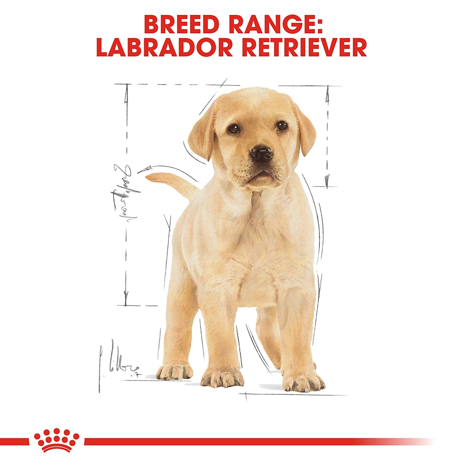 Royal Canin Labrador Retriever Puppy Dry Food (2-15 months)