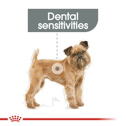 Royal Canin Dental Care Mini Dog Food