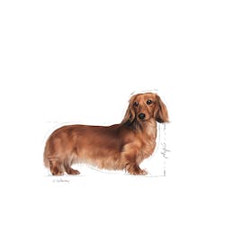 Royal Canin Dachshund Adult food Dog