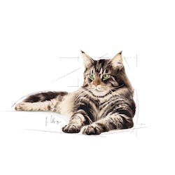 Royal Canin Maine Coon Cat Food (Gravy)
